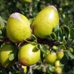 ingrédient NATUREL BIOLOGIQUE