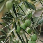 HUILE D'OLIVE NATURELLE BIOLOGIQUE
