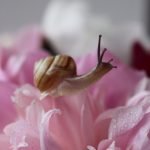 BAVE D'ESCARGOT NATURELLE