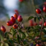 HUILE ROSE MUSQUEE NATURELLE BIOLOGIQUE