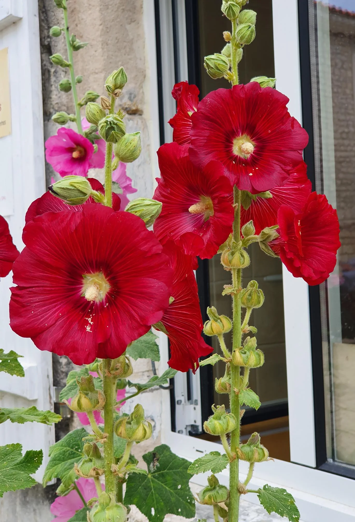 Fleurs de rose trémière