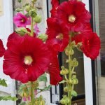 FLEURS DE ROSE TREMIERE NATURELLE