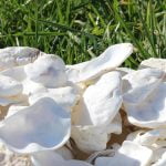 POUDRE COQUILLE D'HUITRE NATURELLE