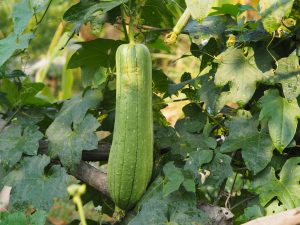 PORTE SAVON LOOFAH