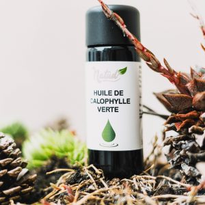 calophylle verte